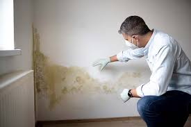 Why You Should Choose Our Mold Remediation Services in Lopezville, TX